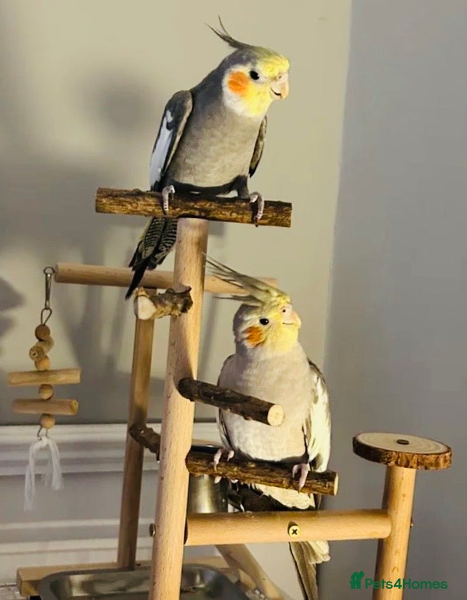 Parrots birds Pair of Cockatiels + Cage  - Advert 7