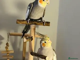 Parrots birds Pair of Cockatiels + Cage - Advert 7
