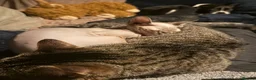Sphynx cats for sale: Sphynx Female  - Advert 2