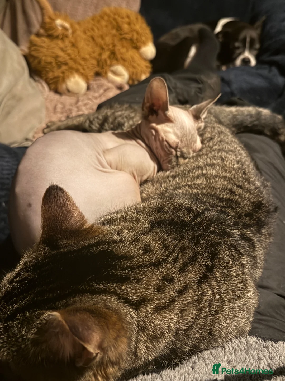Sphynx cats for sale: Sphynx Female  - Advert 2