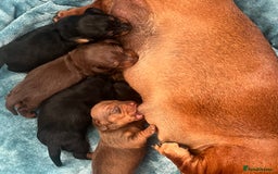 Miniature Dachshund dogs for sale: Fully vaccinated and ready TO GO,kc reg pra clear in Warrington - Image 19