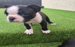 Boston Terrier dogs for sale: Ready to leave in time for the October holidays 😀 - Image 1