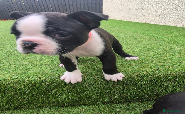 Boston Terrier dogs - Advert 2