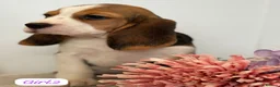 Beagle dogs for sale: ** Full pedigree beautiful beagles ** - Advert 12