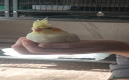 Ringnecks birds for sale: Lutino ringnecks  - Image 8