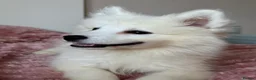 Samoyed dogs for sale: Exceptional Crufts-Line Samoyeds | Health Tested - Advert 16