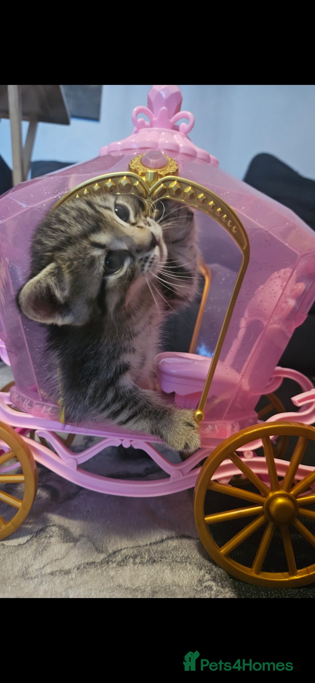 Mixed Breed cats for sale: Bengal cross kittens. 4 left!!! - Image 26