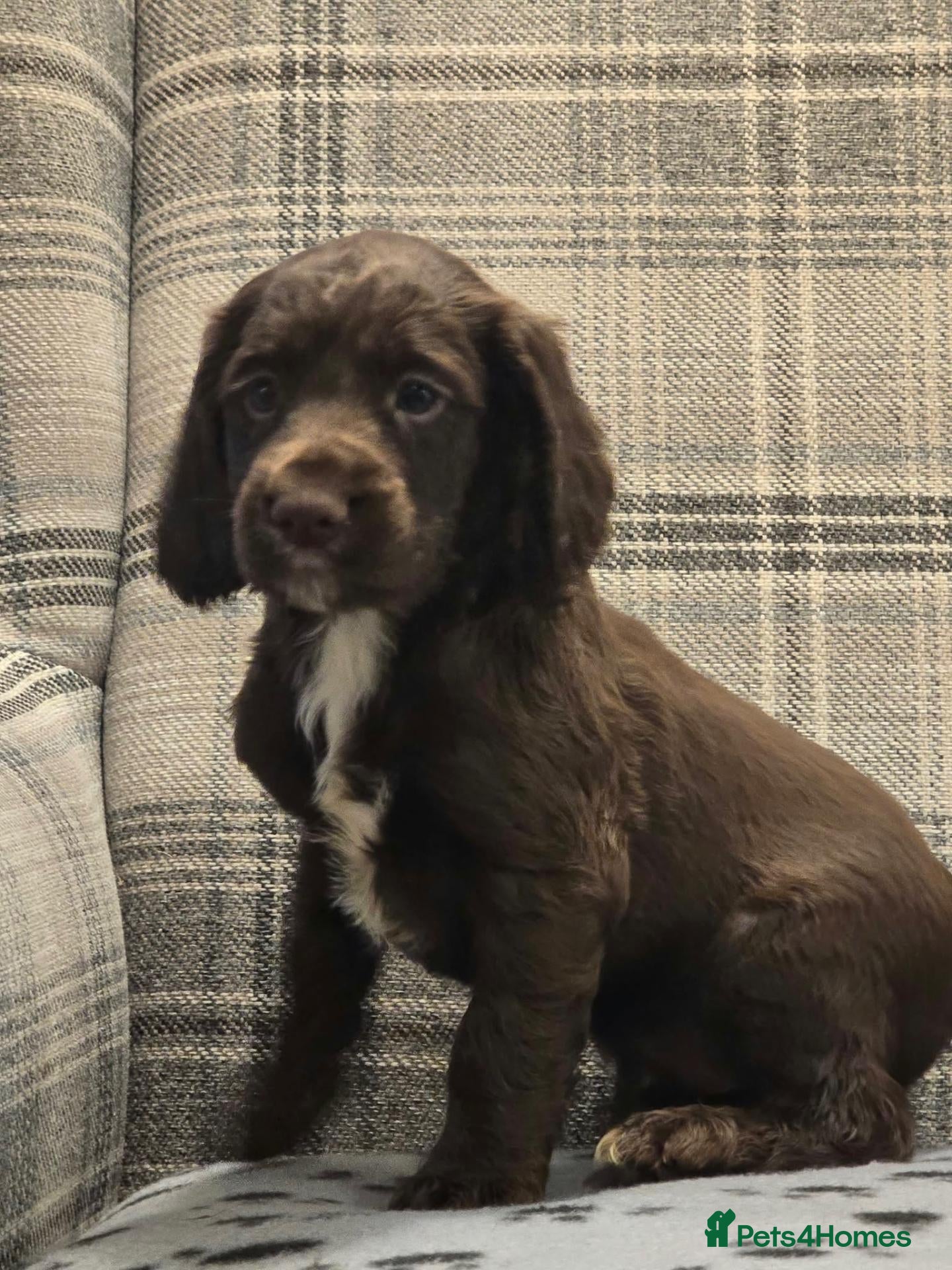 Cocker Spaniel dogs 4 adorable cocker spaniel pups - Advert 13