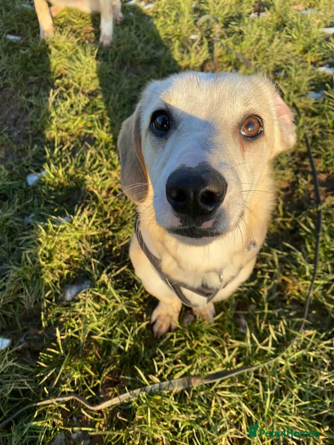 Mixed Breed dogs for adoption: MAE - RESERVED  - Advert 2