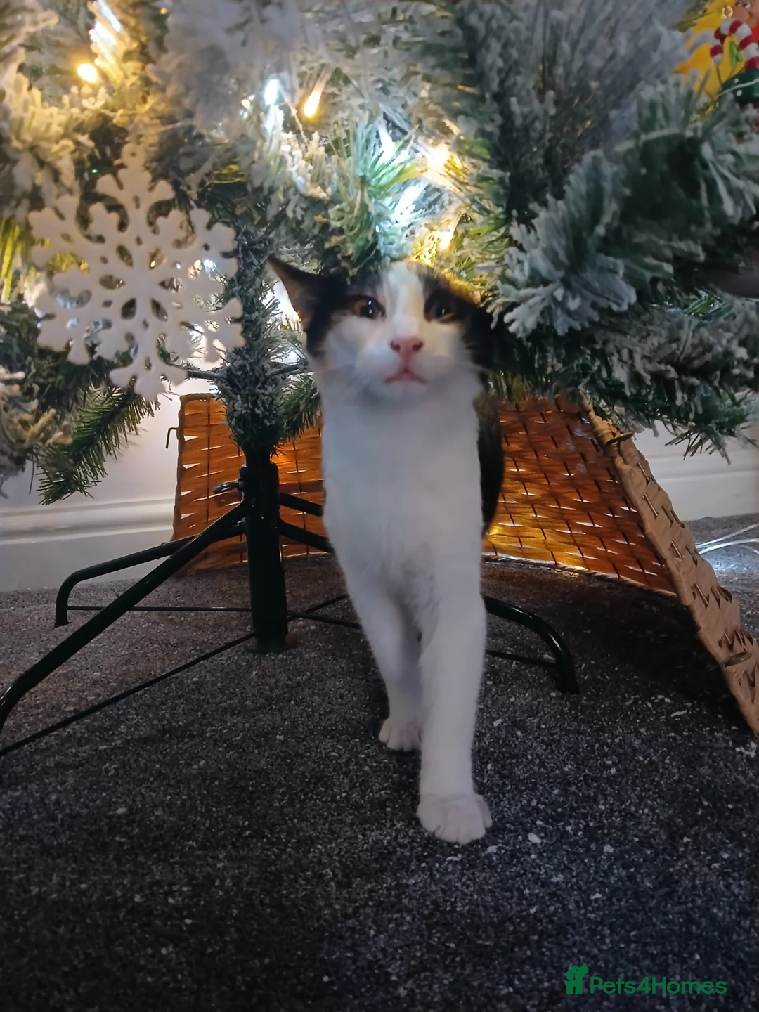 Mixed Breed cats for sale: 1 male and 1 female bonded kittens - Advert 2