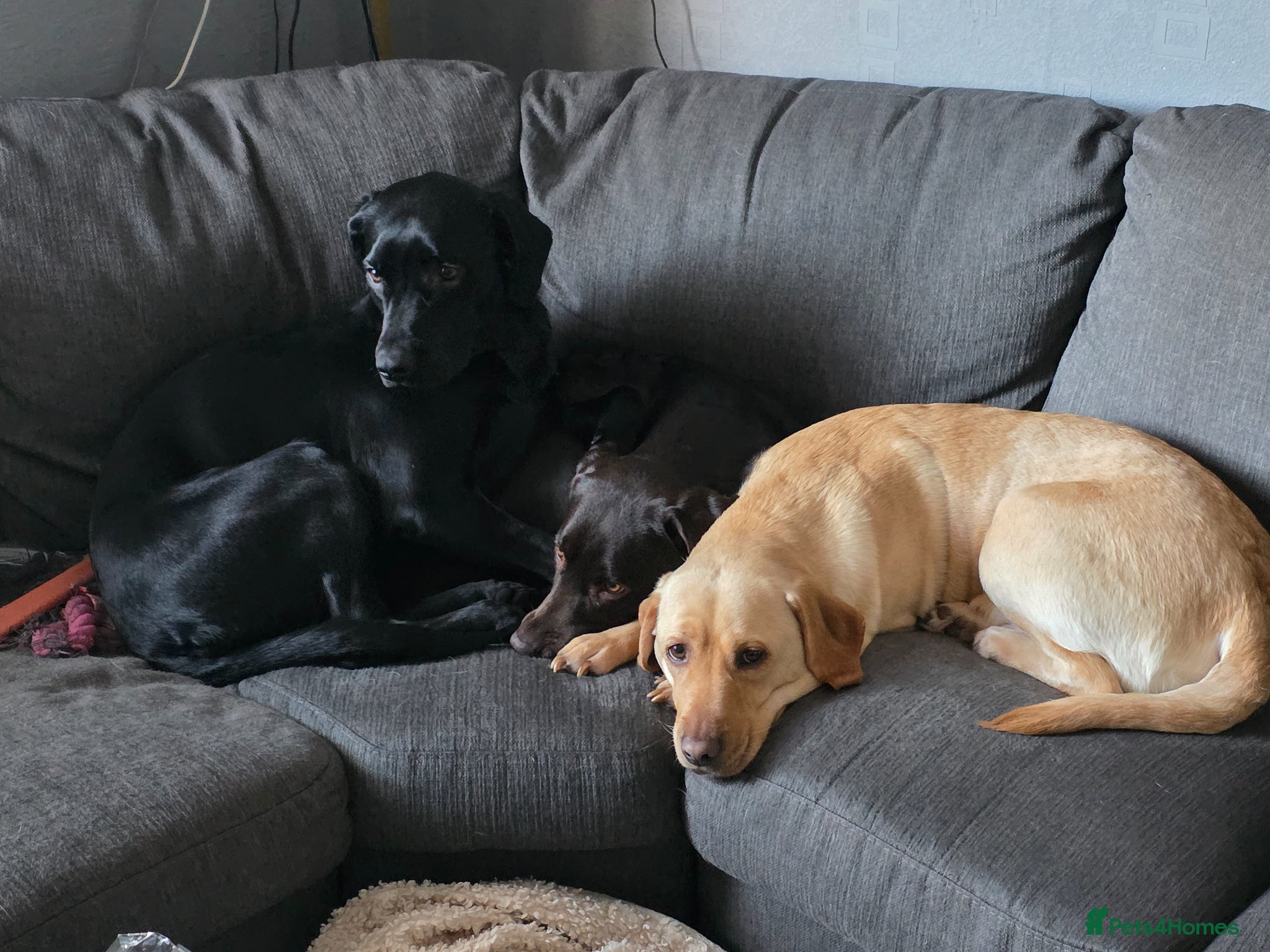 Labrador Retriever dogs for sale: 2 Non KC Labrador puppies in Withernsea - Advert 3