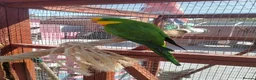 Parakeets birds for sale: TWO MALE BARRABAND / SUPERB PARAKEETS - Advert 6