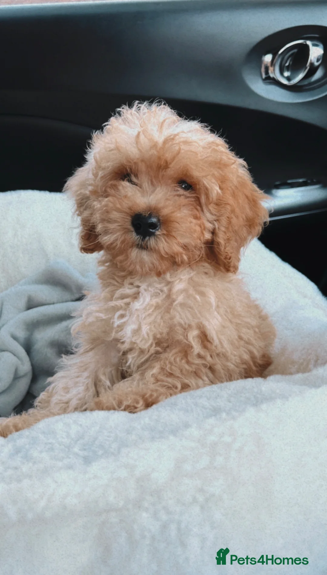 Toy Poodle dogs for stud: Toy poodle stud  in Devizes - Advert 6