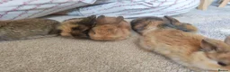 Mini Lion Lop rabbits for sale: Lop/ lion head baby bunnys  - Advert 14
