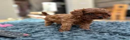 Toy Poodle dogs for sale: Adorable mini Asian poodle  - Advert 5