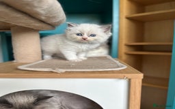 Ragdoll cats for sale: GCCF Registered Ragdoll Kittens Available! 🐾 in Taunton - Image 7