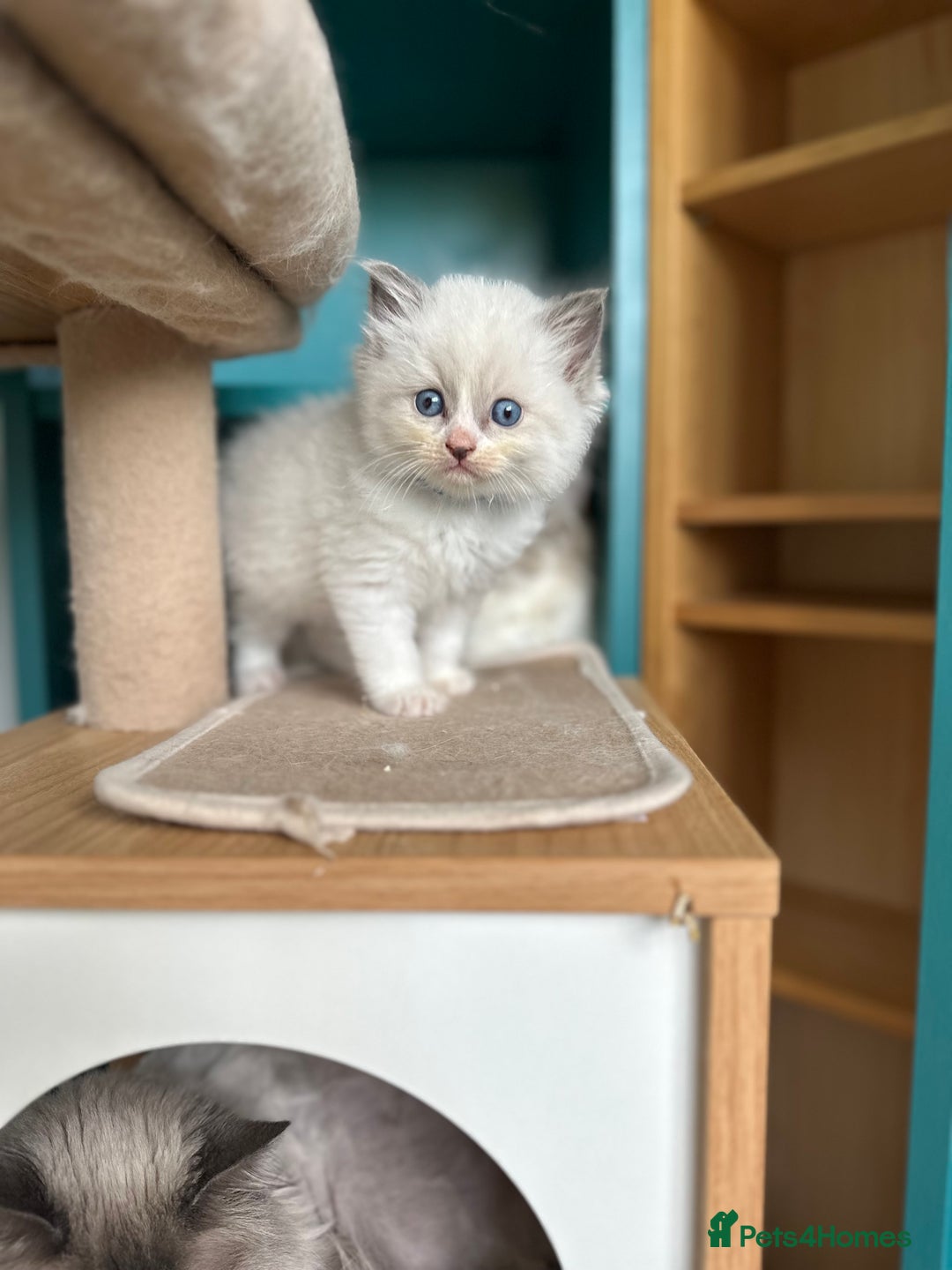 Ragdoll cats for sale: GCCF Registered Ragdoll Kittens Available! 🐾 in Taunton - Image 7