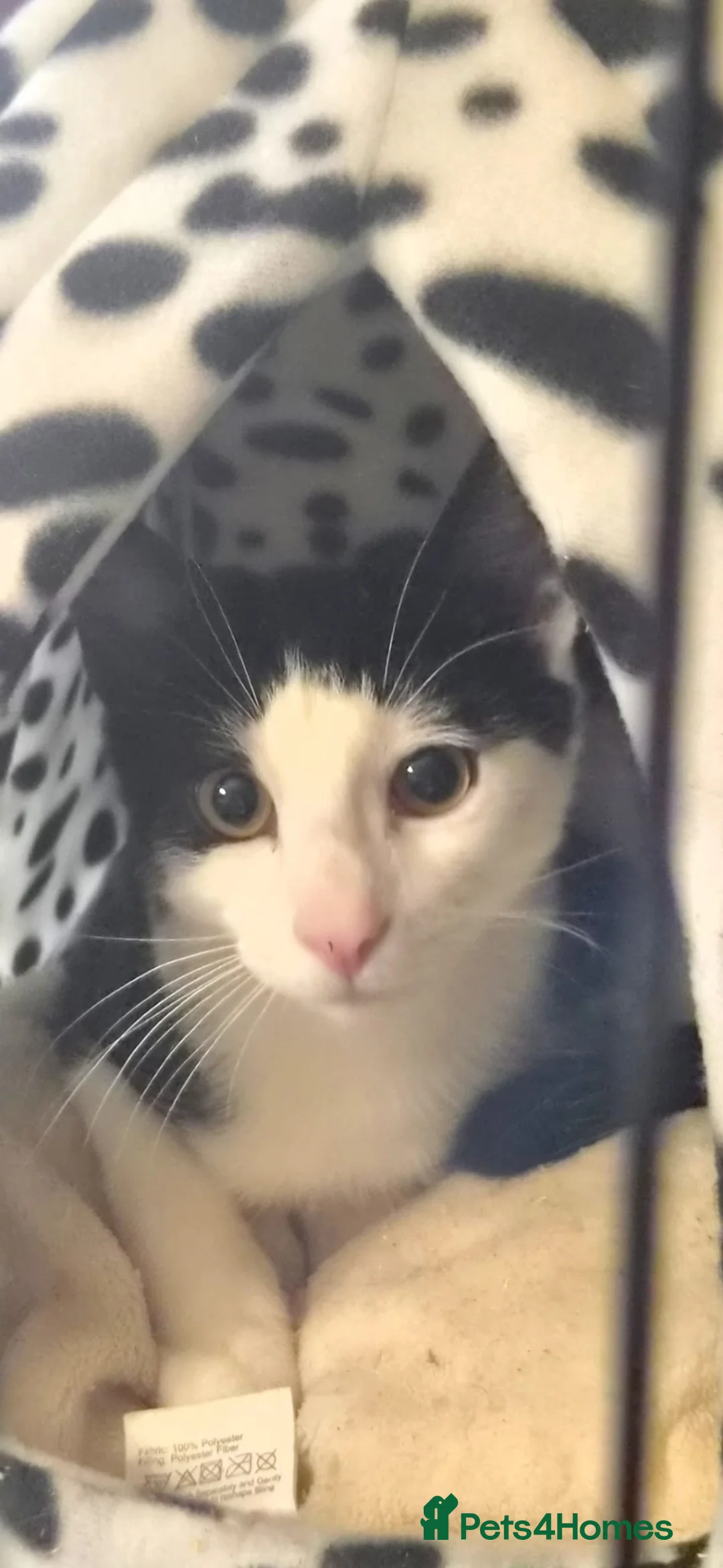 Domestic Shorthair cats for adoption: Po - Ladies Man - Adopts Cats in Crisis EastLdn - Advert 2