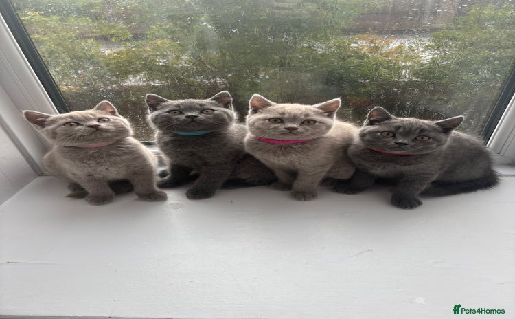 British Shorthair cats - Advert 16