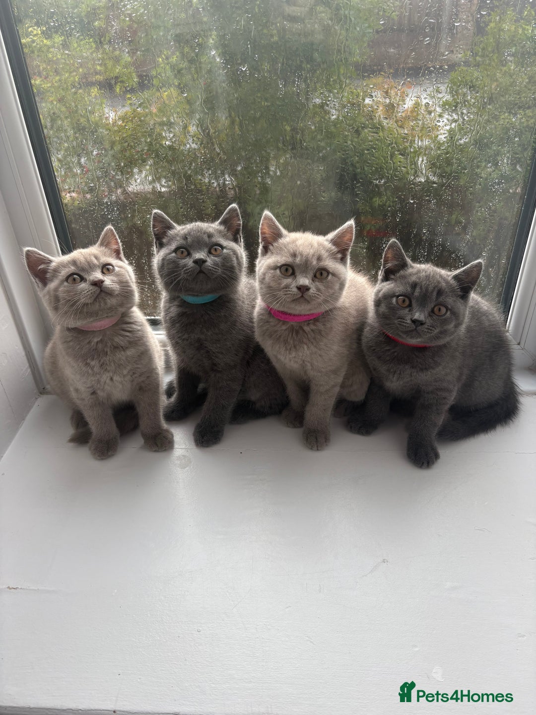 British Shorthair cats for sale: Beautiful British Shorthair Kittens  - Image 1