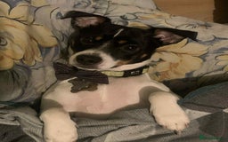 Jack Russell dogs for sale: 5-Year-Old Jack Russell Terrier Needs New Home - Image 2