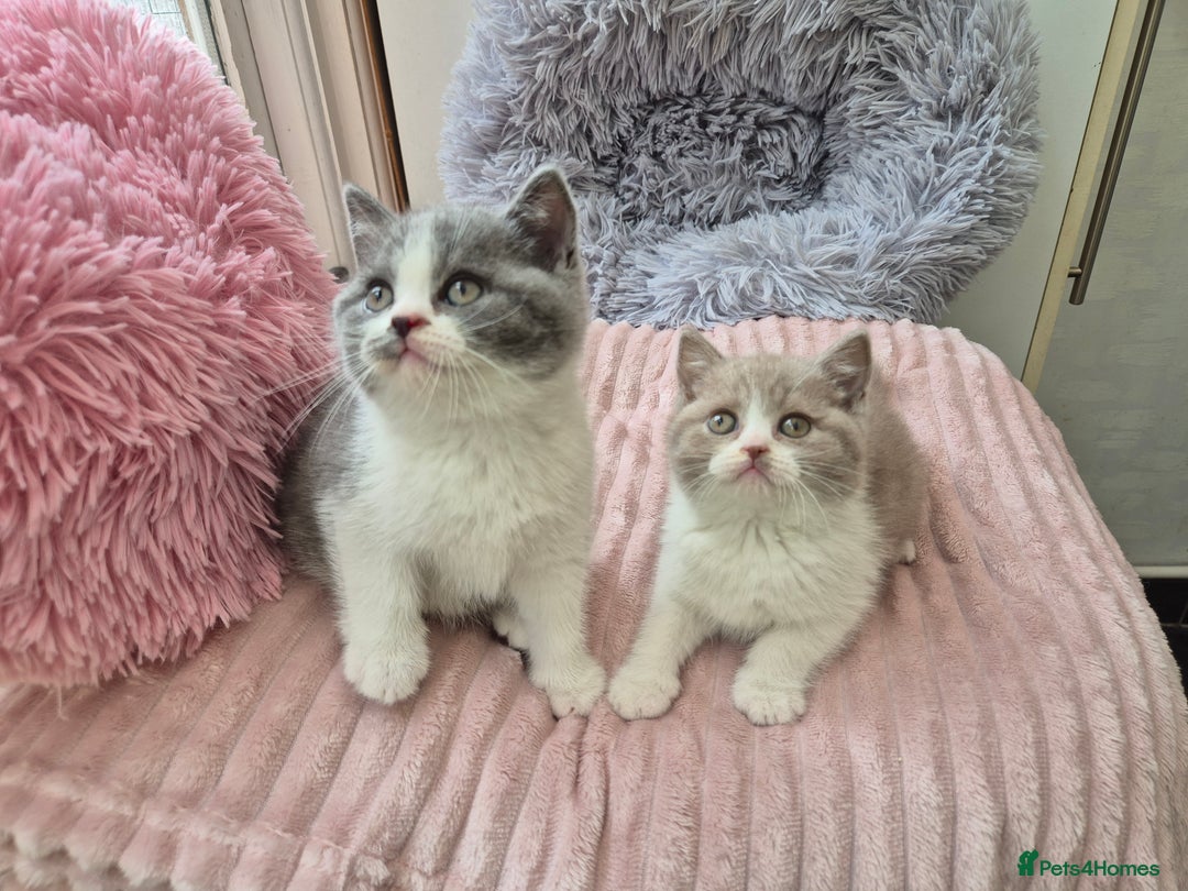 British Shorthair cats for sale: GCCF reg with champions in pedigree - Image 1