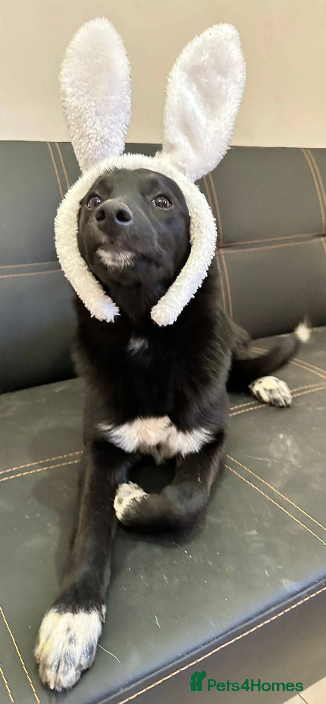 Mixed Breed dogs for adoption: 💙🐶 CORNISHON 🐶💙 - Image 12