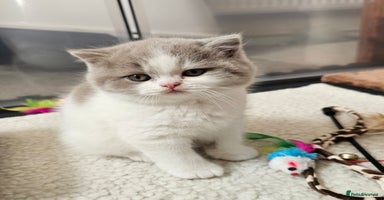 British Shorthair cats - Advert 6