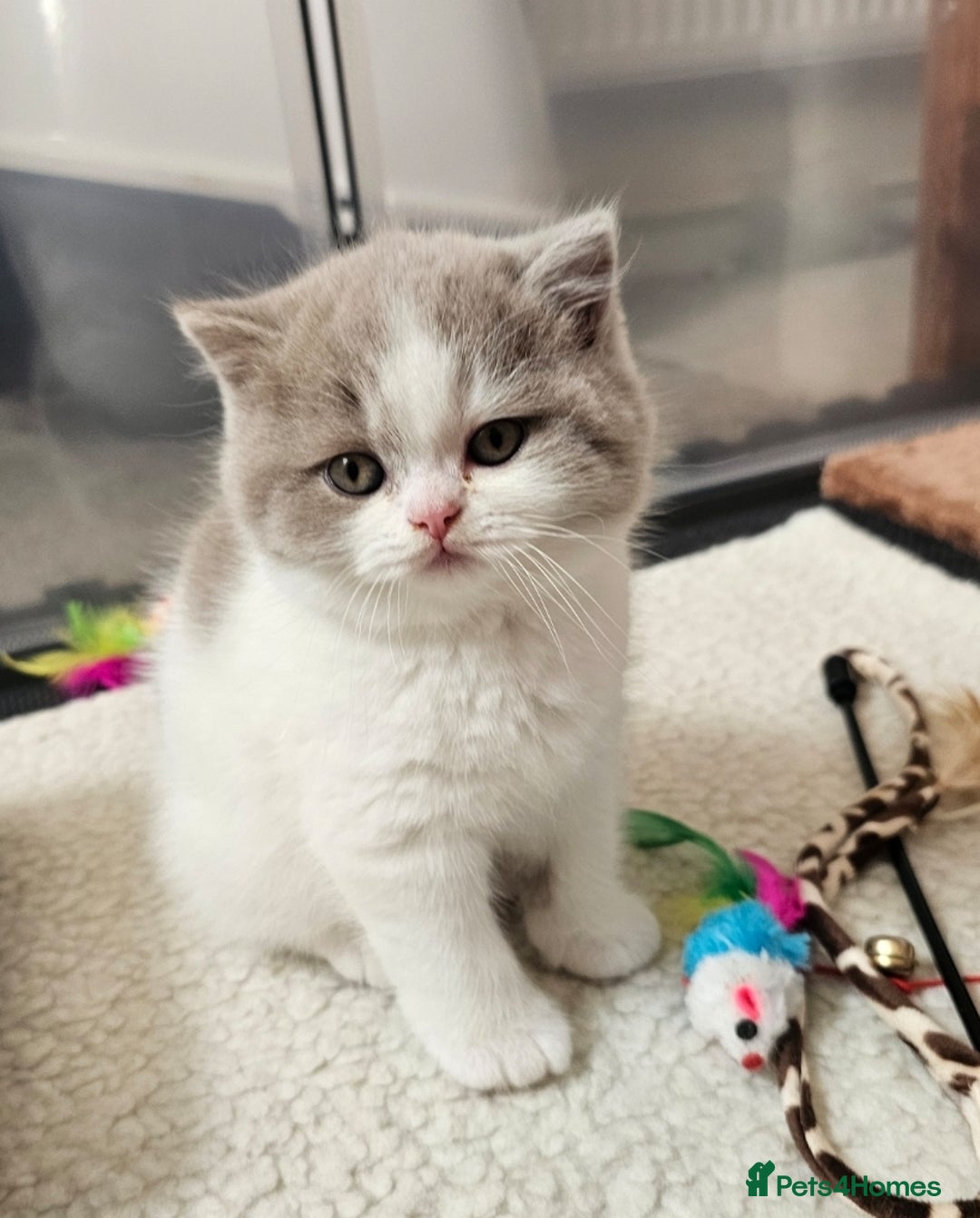 British Shorthair cats for sale: Lilac & White Harlequin Active Boy - Image 2