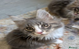 Maine Coon cats for sale: Maine Coon Kittens GCCF - Image 27