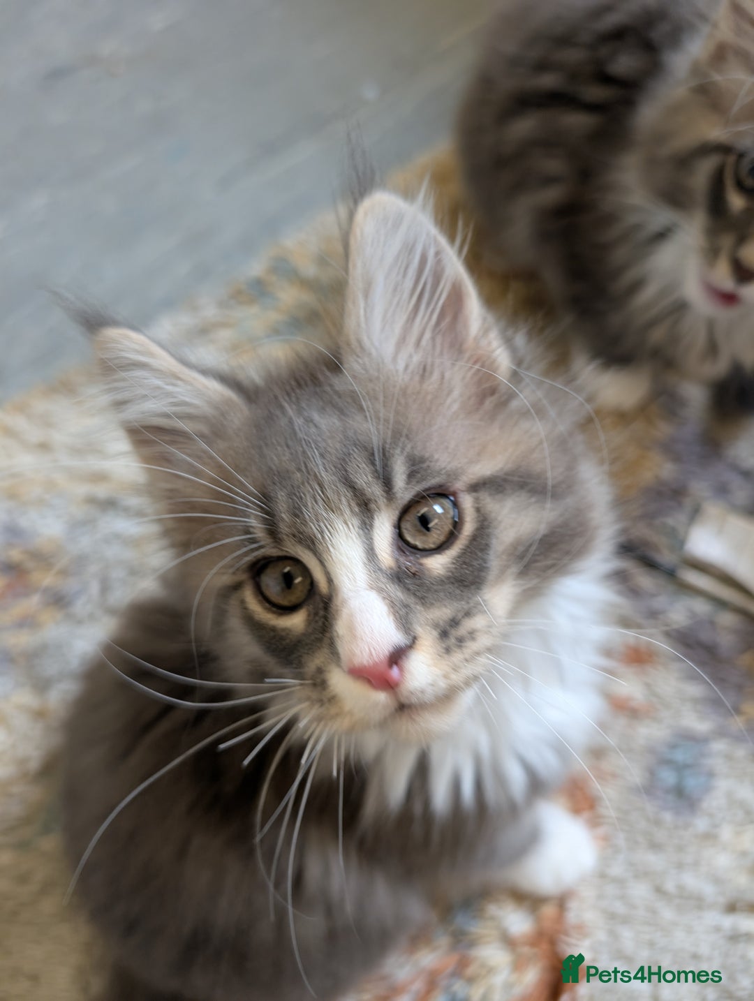 Maine Coon cats for sale: Maine Coon Kittens GCCF - Image 27