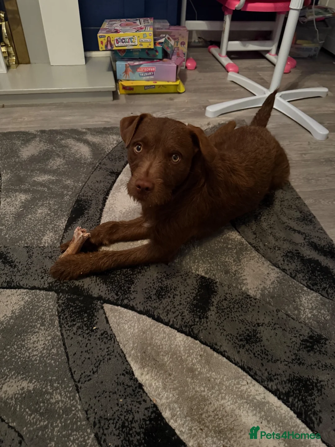 Patterdale Terrier dogs for sale: Chocolate patterdale  in Doncaster - Advert 2