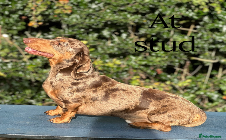 Miniature Dachshund dogs - Advert 2