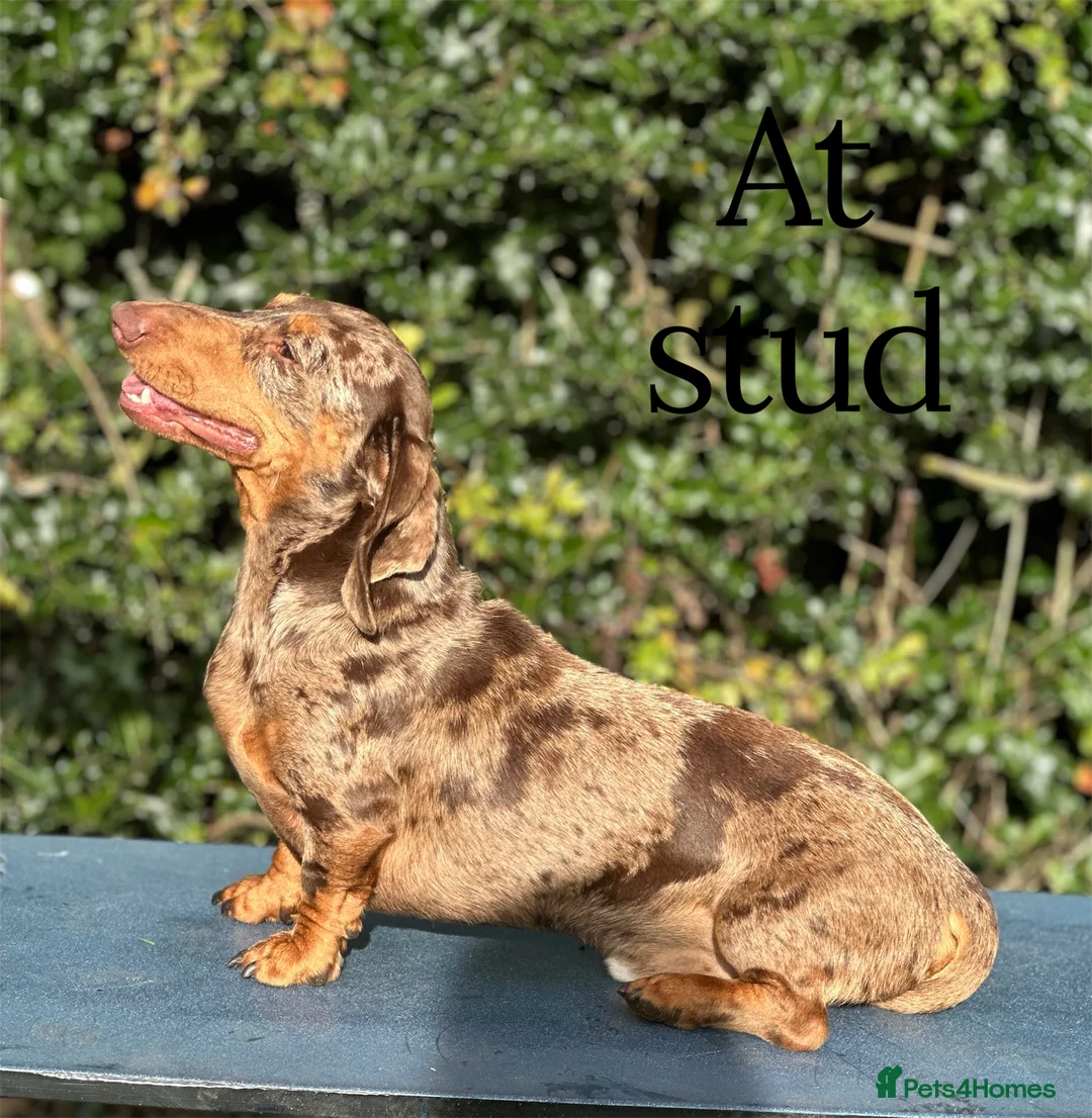 Miniature Dachshund dogs for stud: STUD chocolate dapple and tan miniature dachshund - Advert 1