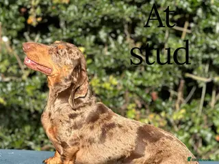 Miniature Dachshund dogs for stud: STUD chocolate dapple and tan miniature dachshund - Advert 1