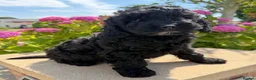 Labradoodle dogs for sale: Gorgeous Australian Labradoodle Pups  - Advert 5