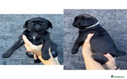 Pug dogs for sale: Beautiful exotic KC registered Pug puppies - Image 20