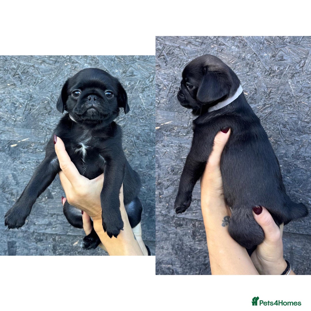 Pug dogs for sale: Beautiful exotic KC registered Pug puppies - Image 20