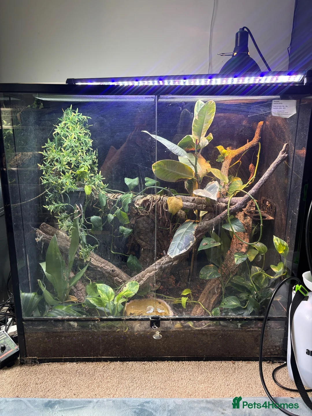 Gecko reptiles for sale: High Pink Leachie Gecko - Advert 5