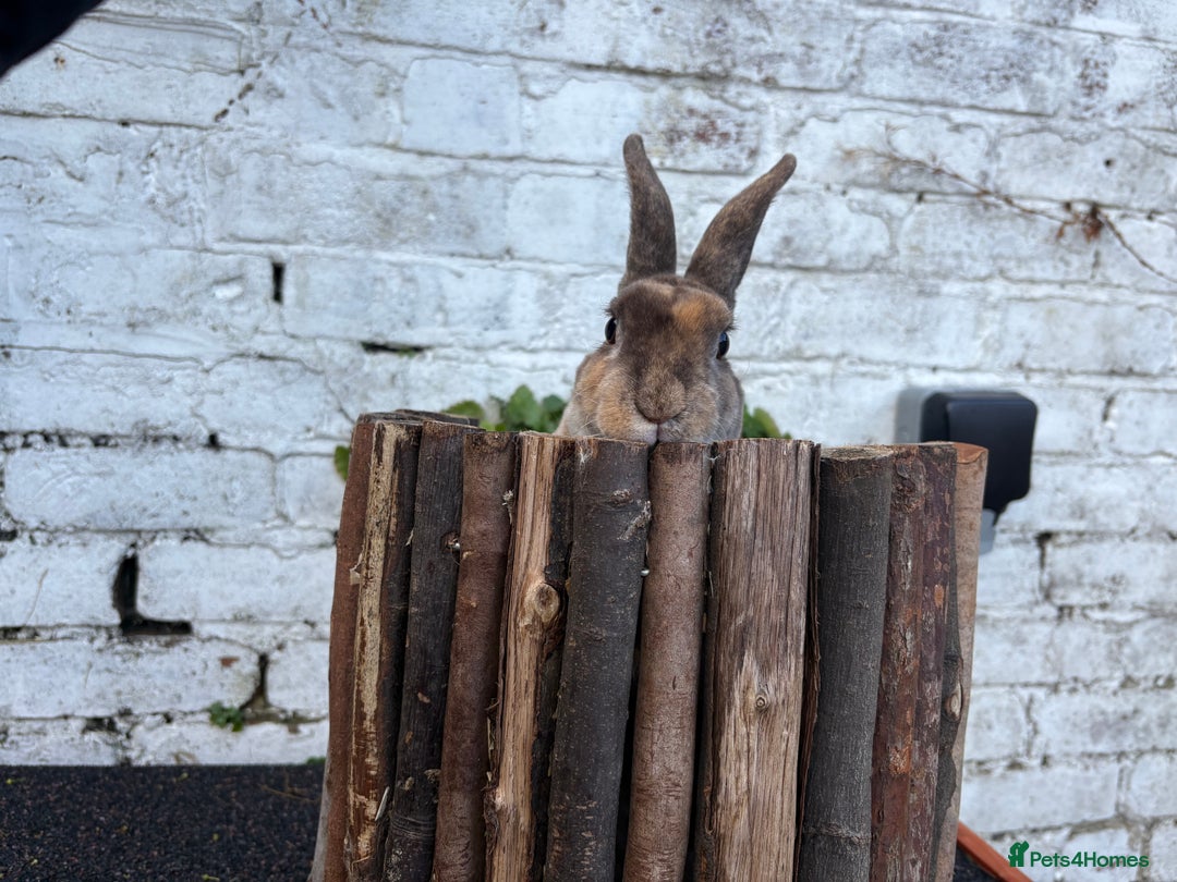 Rex rabbits for sale: Neutered Mini Rex Boy - Image 3