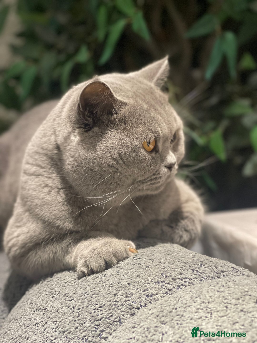 British Shorthair cats for stud: STUNNING GCCF REGISTERED PROVEN STUD - Advert 11