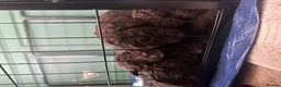 Cockapoo dogs for sale: 🤎 Chocolate Cockapoo’s 🤎 Health Tested 🤎 - Advert 4