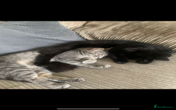 British Shorthair cats for sale: Grey & Black kittens for sale  - Image 11
