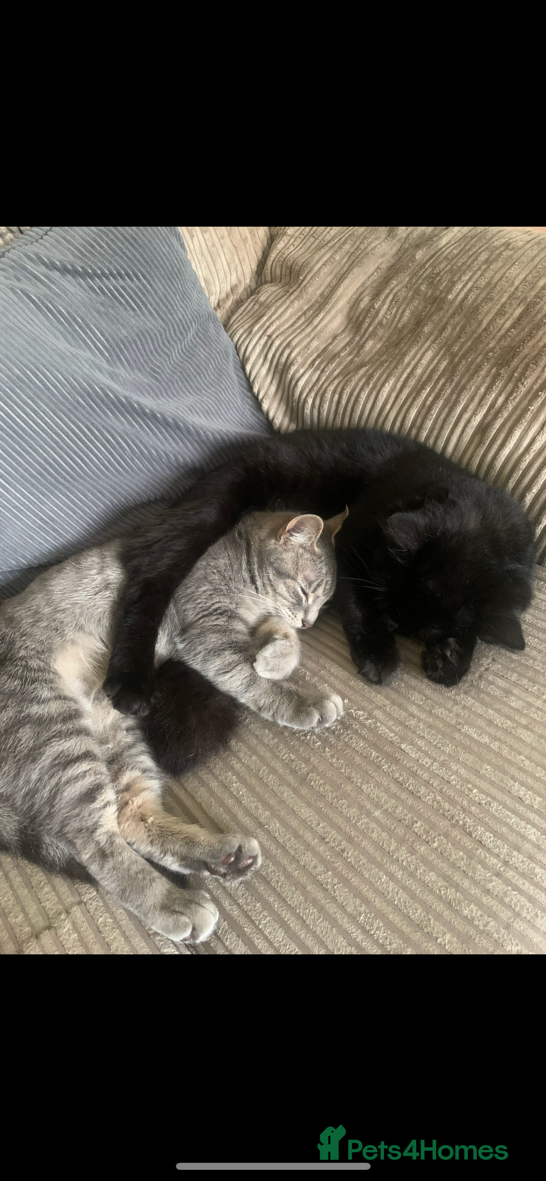 British Shorthair cats for sale: Grey & Black kittens for sale  - Image 11