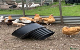 Chickens poultry for sale: Hybrids pure breeds point of lay hens chickens - Image 6