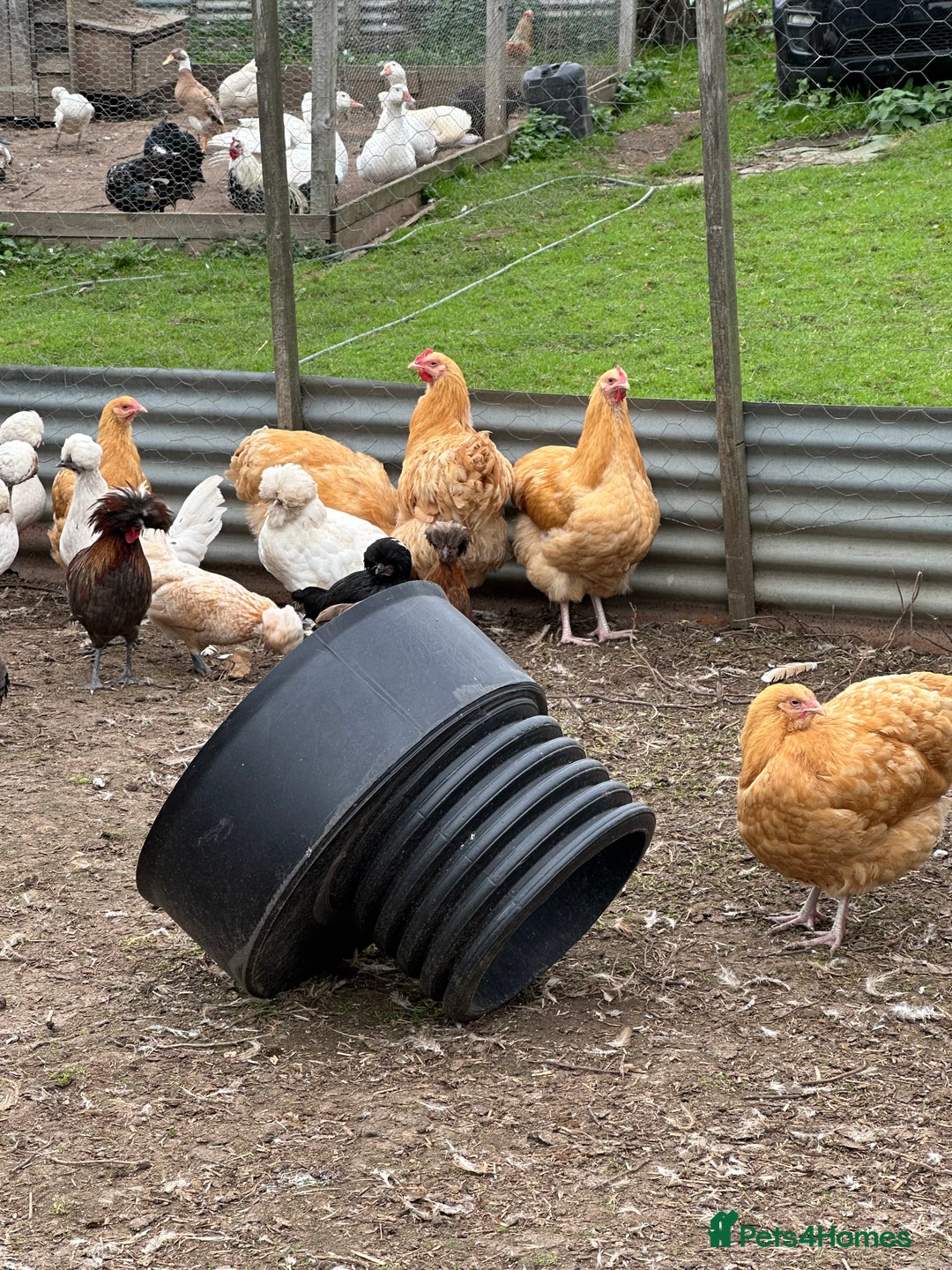 Chickens poultry for sale: Hybrids pure breeds point of lay hens chickens - Image 6