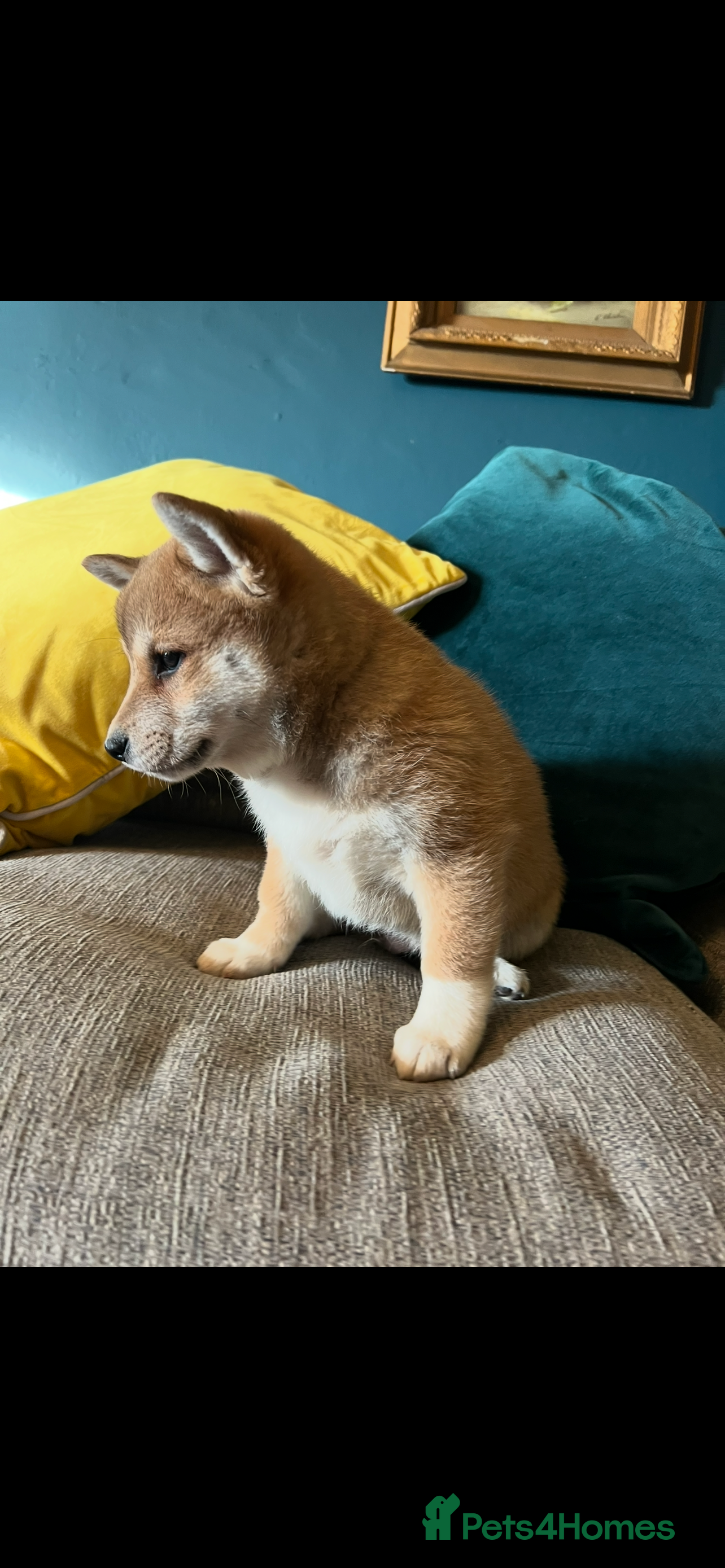 Japanese Shiba Inu dogs K.C reg Red Japanese Shiba Inu Puppies - Advert 1
