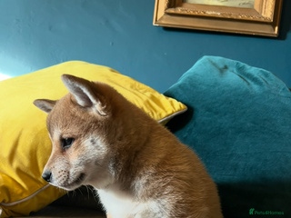 Japanese Shiba Inu dogs K.C reg Red Japanese Shiba Inu Puppies - Advert 2