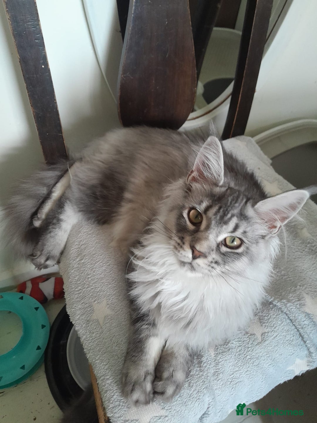 Maine Coon cats for sale: black silver ticked ns25 girl TICA maine coon - Advert 3