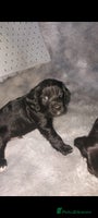Sprocker dogs - Advert 11